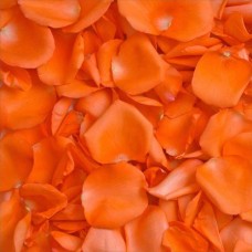 Orange Rose Petals