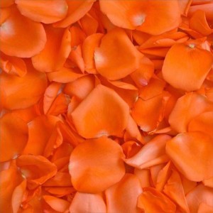 Orange Rose Petals