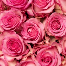 Pink Roses