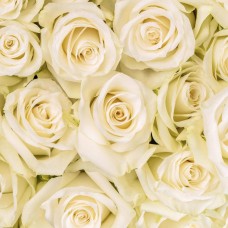 White Roses