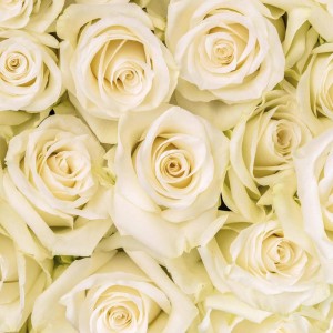 White Roses