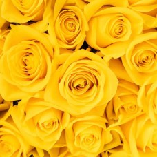 Yellow Roses