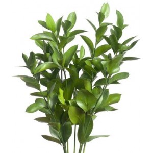 Israeli Ruscus