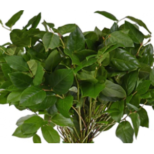 Salal