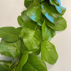 Salal Garland