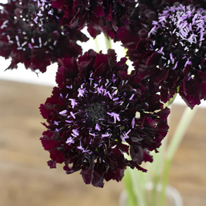 Burgundy Scabiosa