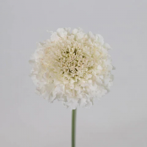 White Scabiosa