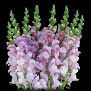 Lavender Snapdragon