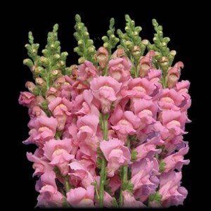 Light Pink Snapdragon