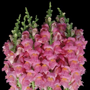 Pink Snapdragon