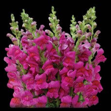 Purple Snapdragon
