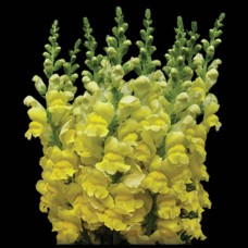 Yellow Snapdragon