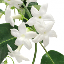 Stephanotis