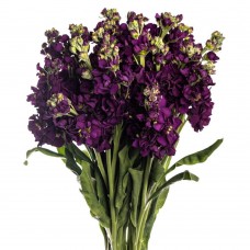 Purple Stock