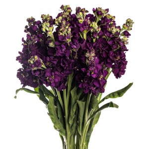 Purple Stock