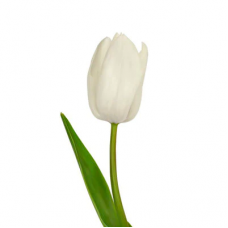 White Tulip
