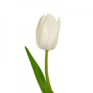White Tulip