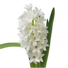 White Hyacinth