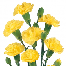 Yellow Mini Carnation