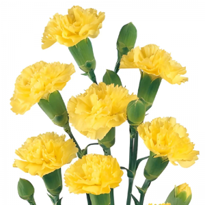 Yellow Mini Carnation
