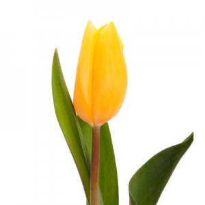 Yellow Tulip